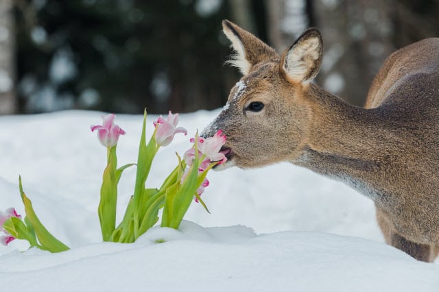 Deer Eating Tulips