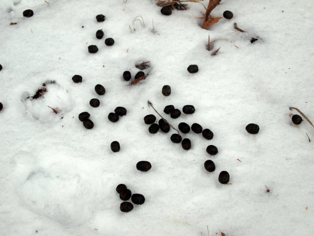 Deer Poop in Snow