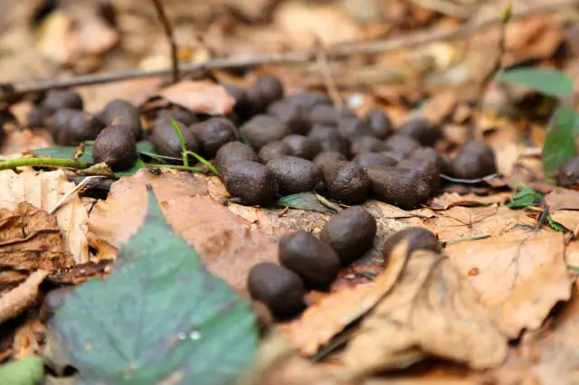 deer scat