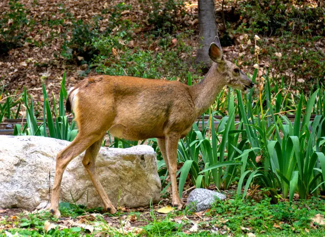 Deer Resistant Tulip Varieties - How to Keep Deer Away from Tulips