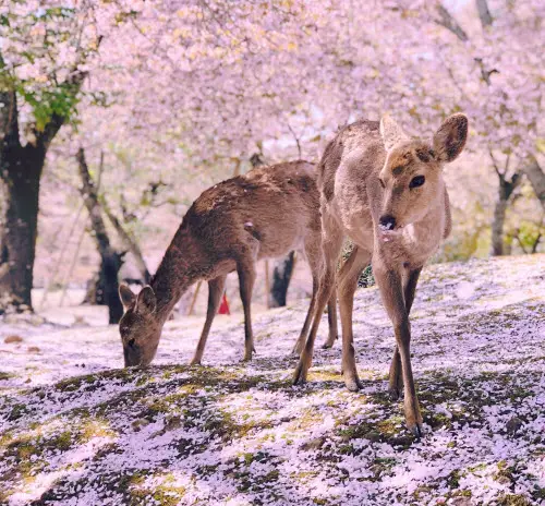 Deer Symbolism in Japanese Culture