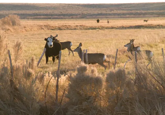 Can Zombie Deer Disease or Chronic Wasting Disease Spread to Livestock? - Deer with Cow in Pasture
