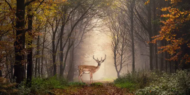 What Does a Dream About Deer Mean?