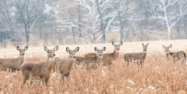 How Chronic Wasting Disease Spreads in Deer Populations