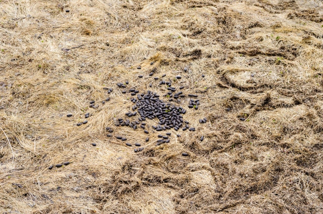 Large Pile of Deer Poop