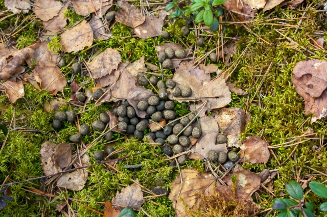 Older Deer Poop