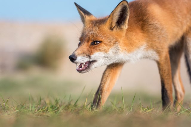 Rabid Fox - Rabies Can be Transmitted to Deer from a Bite