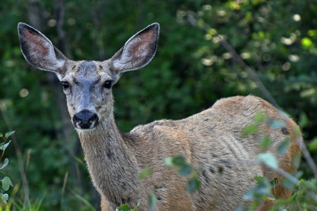 Rabid Deer