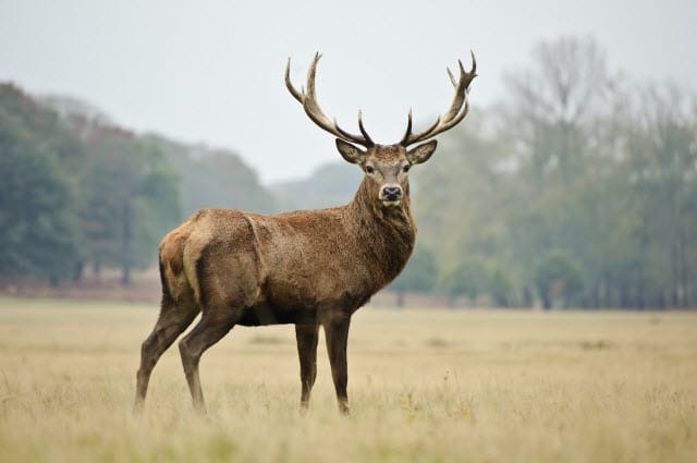 Red Deer Stag