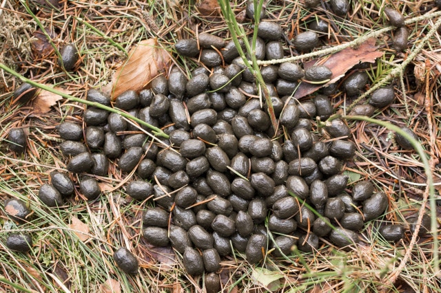 Roe Deer Poop