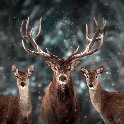 Spiritual Symbolism of Deer