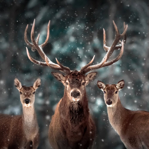 Deer spirit animal : Symbolism and meaning