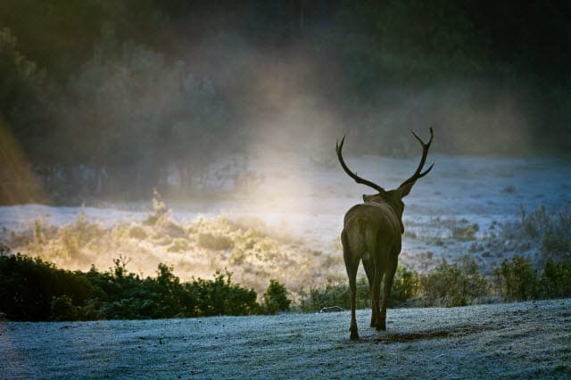 Symbolism of Deer