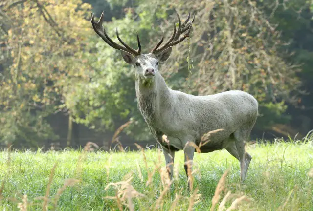 Symbolism of the White Stag