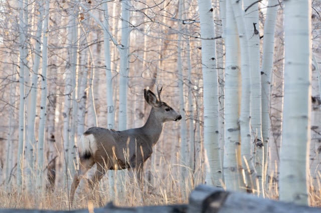 The Symbolism of Deer