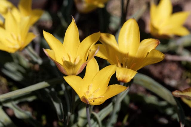 Tulipa Kolpakowskiana - a Deer Resistant Tulip Variety