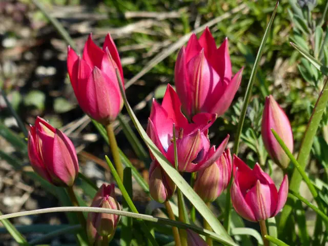 Tulipa Linifolia - a Deer Resistant Tulip Variety