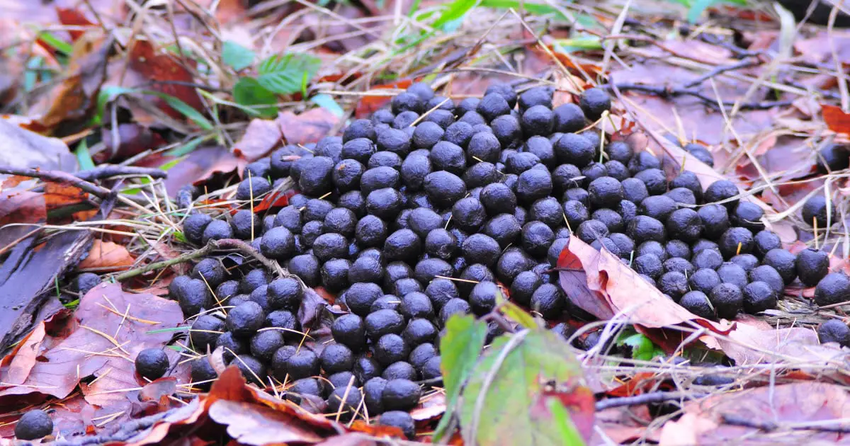 what-does-deer-poop-look-like-and-what-it-says-about-the-deer