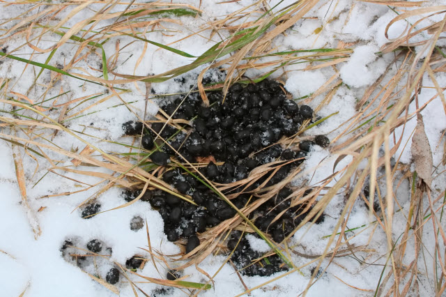 White Tailed Deer Poop