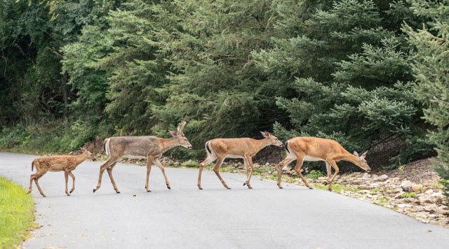 Zombie Deer Disease Symptoms (CWD)