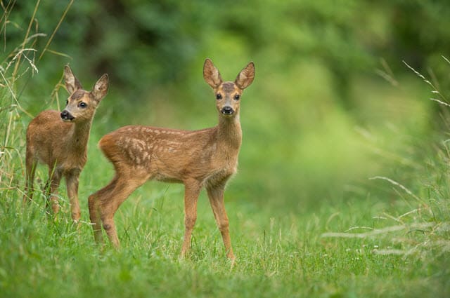 Baby Deer Facts