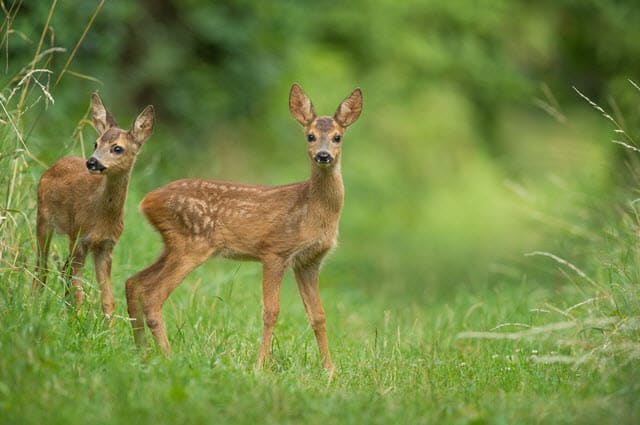 what-is-a-baby-deer-called-names-of-baby-deer-world-deer