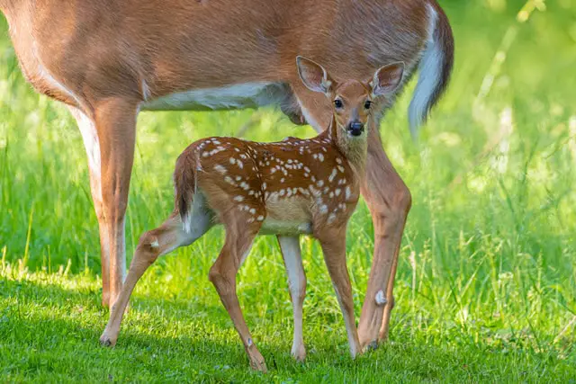Baby Deer Name