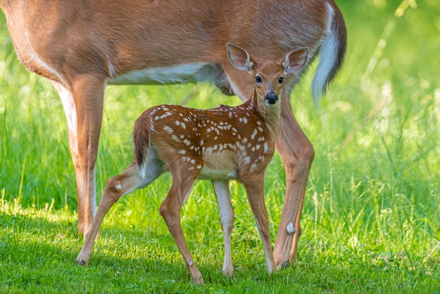 Whats a baby clearance deer called