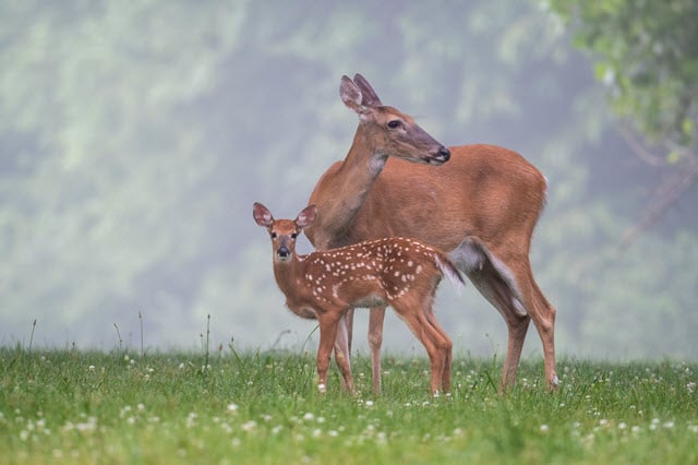 Baby Deer with Mother