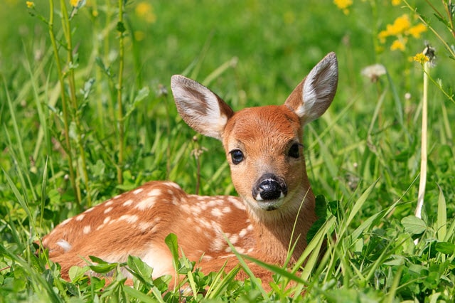 Baby Deer