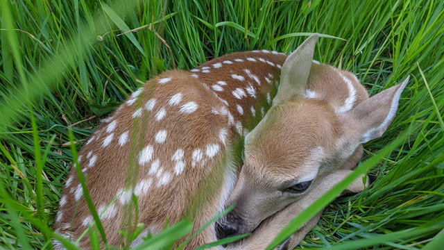 Deer Baby Name in English