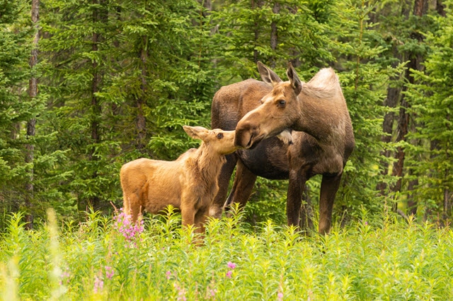 Is a Baby Deer Called a Fawn or a Calf?