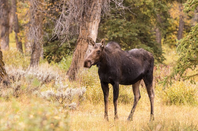 Female Deer Called Cow