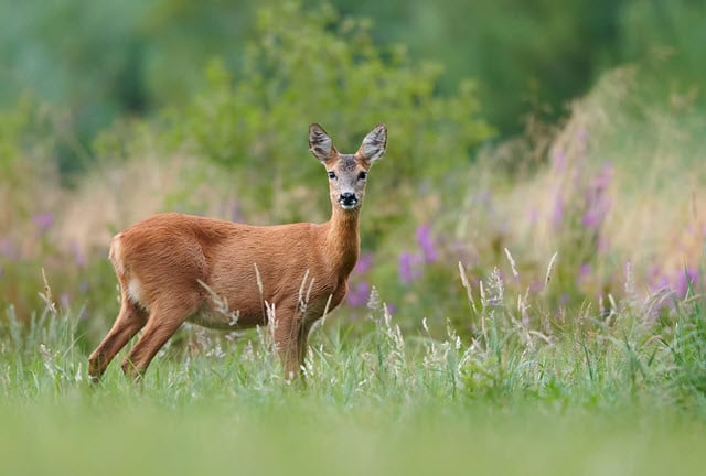 Female Deer Called Doe