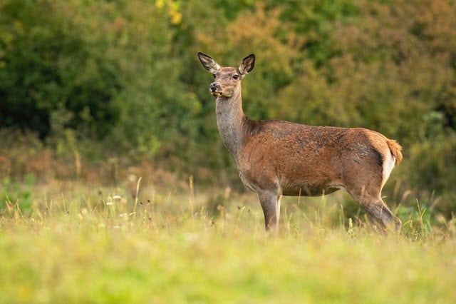 Female Deer Called Hind