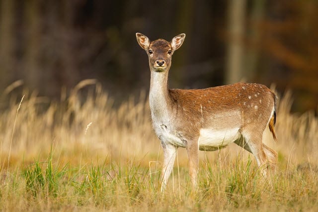 Female deer is clearance called