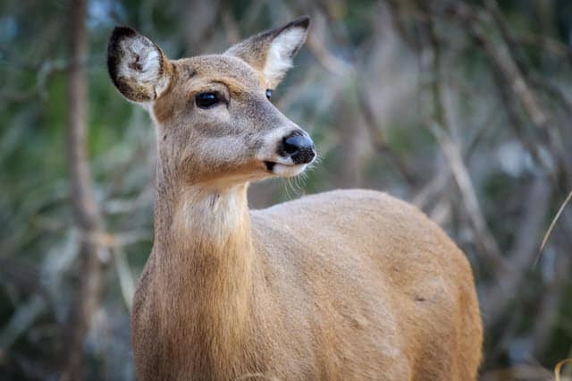 Female deer is called new arrivals