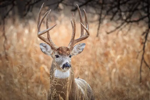 Male Deer Called Buck
