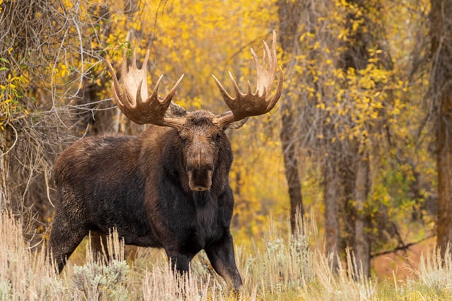 Male Deer Called Bull