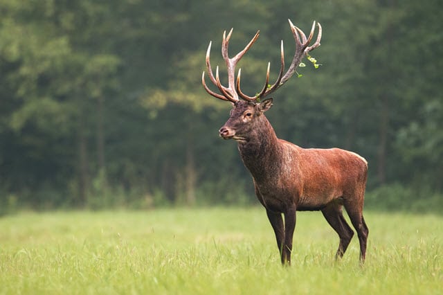 Male Deer Called Stag