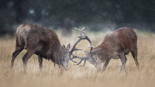 Male Deer Name