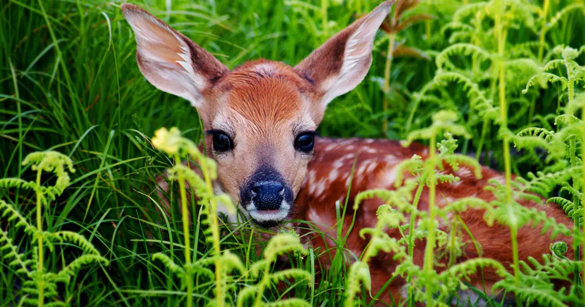 Young deer on sale is called