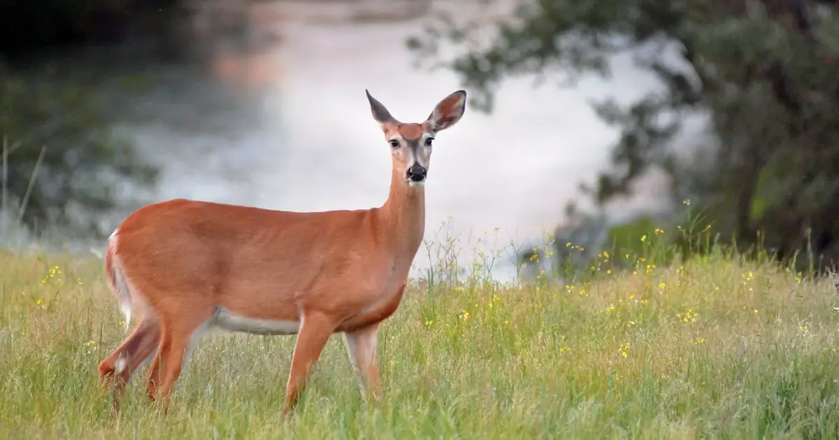 What is a Female Deer Called