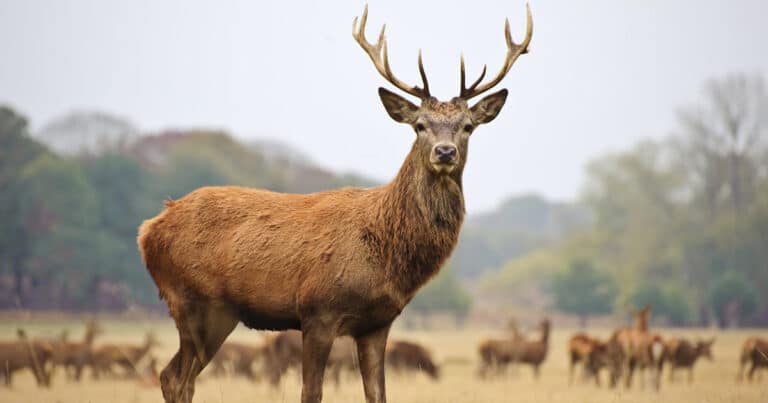 What is a Male Deer Called? [4 Common Names] - World Deer