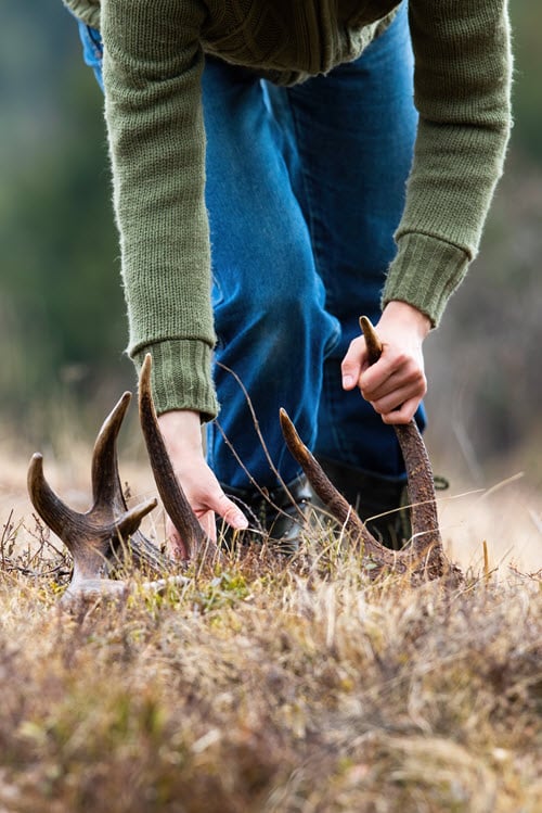 About Deer Antler Shedding