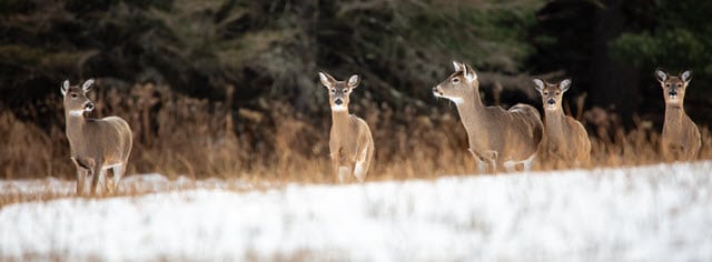 About Deer Habitat