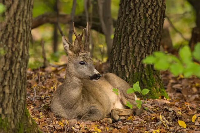 Conditions Needed for Deer to Safely Bed Down and Sleep