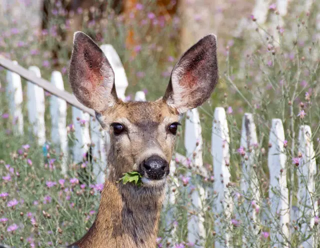 Best Height for a Deer Fence - Make Sure Your Fence is Tall Enough so Deer Can't Jump It Easily