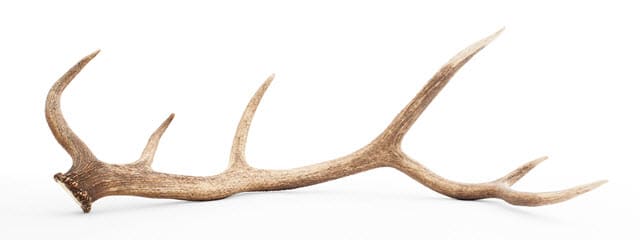 Close Up of Deer Antler