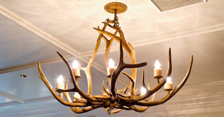 deer-antlers-facts-about-antlers-the-deer-that-grow-them